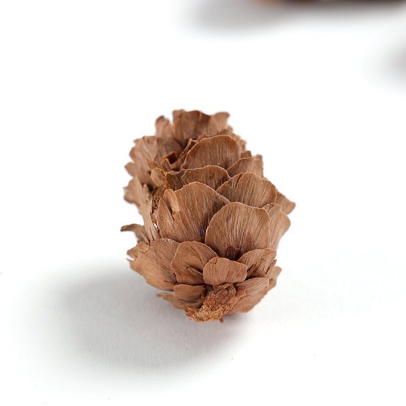 BYHER بذور الصنوبر BYHER، صنوبر صغير بكميات كبيرة للحرف، 8 أونصات، عبوة من 110 (طبيعي) - Image 5